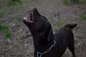 angry dog with mouth open