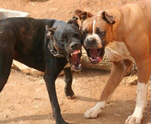 What To Do If You Have Been Bitten by a Dog