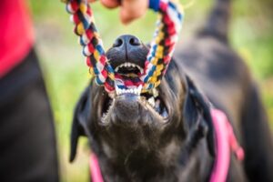 DOG BITE AND DOG ASSAULT ATTORNEYS IN SOUTH CAROLINA