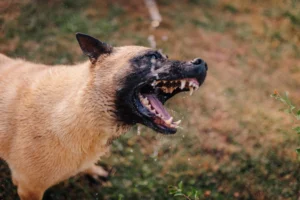 Dog Bite Laws in South Carolina Who is Liable and What You Can Recover